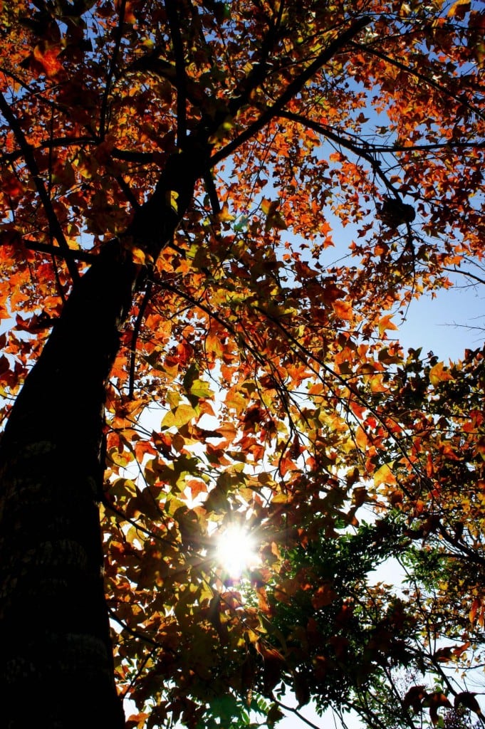 Red Leaves, Maple in Autumn 大欖紅葉