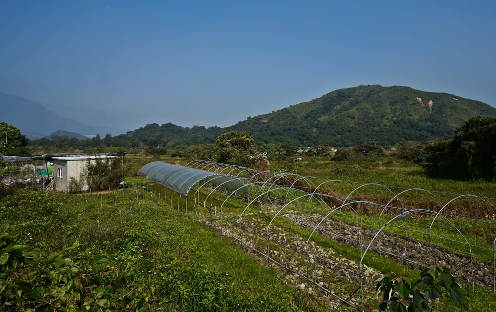 Nam Chung Village 南涌村