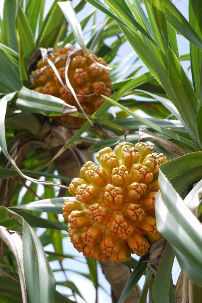Wild Pineapple / Pandanus tectorius （野菠萝）