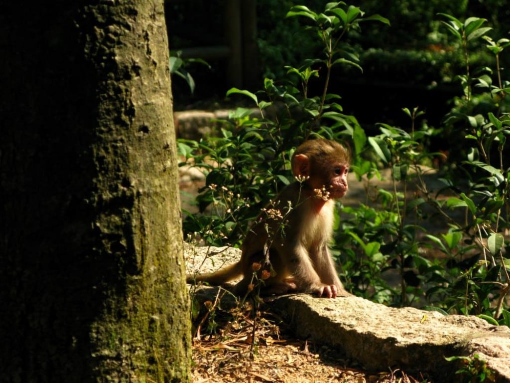 Little Monkey at Monkey Hill (馬騮山) / Kam Shan