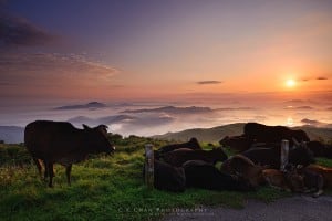 Tai Mo Shan, Highest Peak in Hong Kong