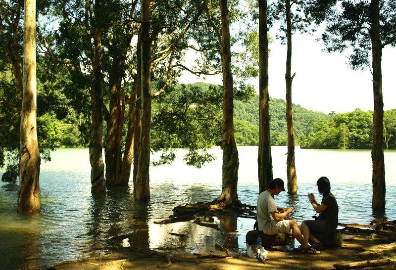 Trees in Water at Shing Mun Reservoir