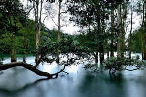 Trees in Water at Shing Mun Reservoir