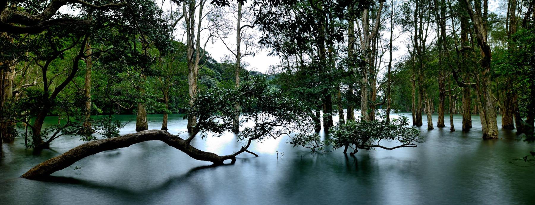 Trees in Water at Shing Mun Reservoir