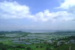 Fishponds at Yuen Long seen from Ah Kai Shan 丫髻山