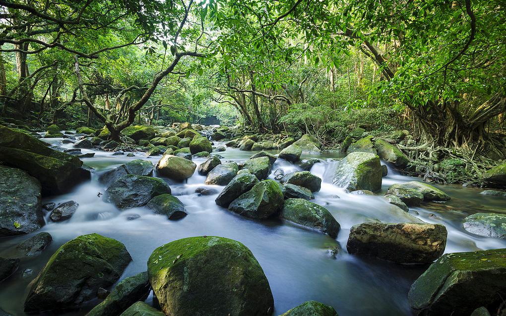 Tai Shing Stream at Tai Mo Shan 大城石澗