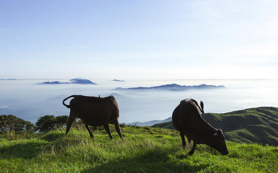 Feral Cattle Feral Cows on Tai Mo Shan 野牛 流浪牛