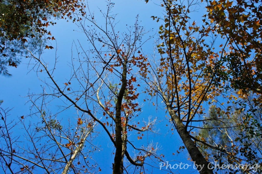 Watch maple in Tai Lam Country Park around Winter Solstice in Hong Kong