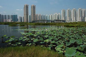 Hong Kong Wetland Park Lotus Pond | 香港濕地公園