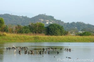 Hong Kong Wetland Park – Bird Watching | 香港濕地公園觀鳥