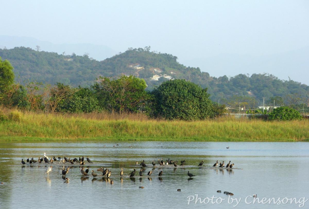 Hong Kong Wetland Park - Bird Watching | 香港濕地公園觀鳥